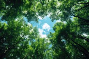 forest trees view from below into the sky. nature green wood sunlight backgrounds. AI Generated. photo