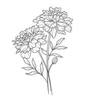 Marigold Line Art. Marigold outline Illustration. October Birth Month Flower. Marigold outline isolated on white. Hand painted line art botanical illustration. vector