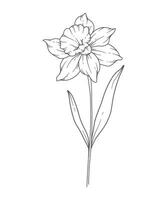 Narcissus Line Art. Narcissus outline Illustration. December Birth Month Flower. Narcissus outline isolated on white. Hand painted line art botanical illustration. vector