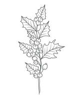 Holly Line Art. Holly outline Illustration. December Birth Month Flower. Holly outline isolated on white. Hand painted line art botanical illustration. vector
