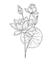 Water Lily Line Art. Water Lily outline Illustration. July Birth Month Flower. Water Lily  outline isolated on white. Hand painted line art botanical illustration. vector