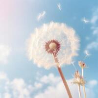 Dandelion flower on the background of the blue sky and clouds. . photo