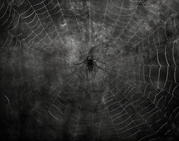 spider on a spider web, 3d render, black and white. . photo