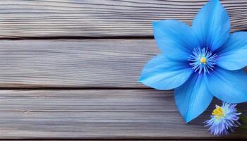 Blue flower on wooden background. Top view with copy space. Flat lay. . photo