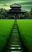 paddy rice field and wooden house. AI Generated. photo