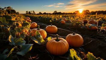Pumpkin patch at sunset. Beautiful autumn landscape with pumpkins. AI Generated. photo
