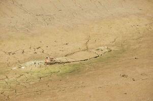 The Ponsul River is a affluent of the Tejo River, in Portugal, and is a very large river. At this time it is completely dry, without water and with its bed cracked due to climate change photo