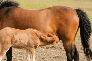 típico caballo desde el isla de Islandia foto