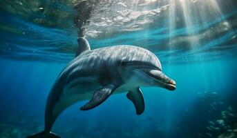 Dolphin swimming in a coral reef. ai generated photo