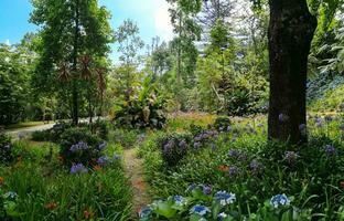 terra nostra parque en el azores es un grande botánico jardín con un enorme variedad de plantas y arboles y con lagos, corrientes y un piscina de volcánico origen. foto