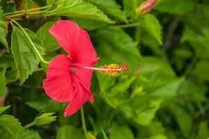 Beautiful red hibiscus in the garden photo