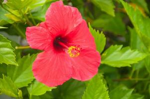 hermosa rojo hibisco en el jardín foto