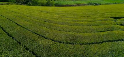 Tea plantation field in Azores photo