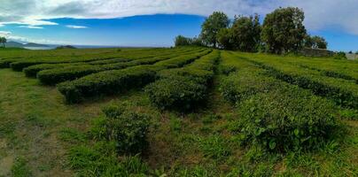 Typical landscape of the Azores archipelago in Portugal photo