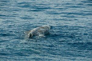 Whale watching in the Atlantic Ocean photo