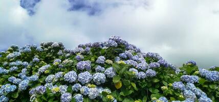 hortensias son el típico flores de el azores islas foto