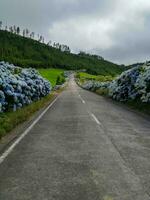 Typical landscape of the Azores archipelago in Portugal photo