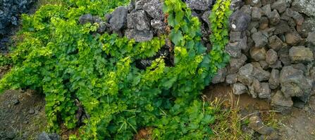 Traditional vineyards in Pico Island, Azores. The vineyards are among stone walls, called the vineyard corrals photo