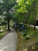 terra nostra parque en el azores es un grande botánico jardín con un enorme variedad de plantas y arboles y con lagos, corrientes y un piscina de volcánico origen. foto