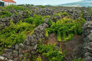 Traditional vineyards in Pico Island, Azores. The vineyards are among stone walls, called the vineyard corrals photo