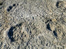 Natural monument of fossil dinosaur footprints in Serra D 'Aire in Pedreira do Galinha, in Portugal. A pedagogical circuit was created at the site, where visitors can see and touch the footprints photo