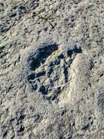 Natural monument of fossil dinosaur footprints in Serra D 'Aire in Pedreira do Galinha, in Portugal. A pedagogical circuit was created at the site, where visitors can see and touch the footprints photo