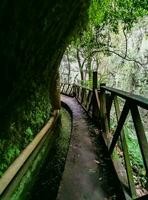 Los Tilos Forest on the island of La Palma, a place of indescribable beauty photo