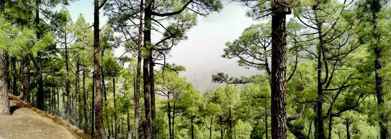 paisaje de el isla de la palma en el canario archipiélago foto