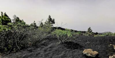 Solidified volcanic lava stream from the Cumbre Vieja volcano on the island of La Palma photo