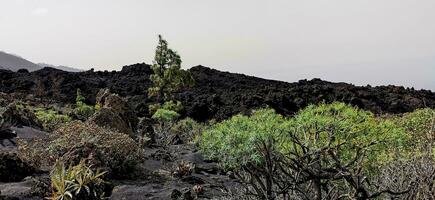 Solidified volcanic lava stream from the Cumbre Vieja volcano on the island of La Palma photo