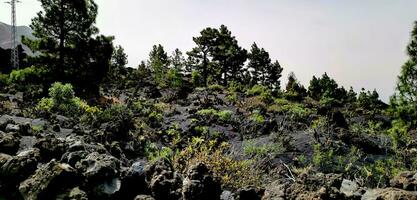 Solidified volcanic lava stream from the Cumbre Vieja volcano on the island of La Palma photo