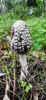 Detail of a wild mushrooms in their natural environment photo