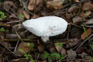 Detail of a wild mushrooms in their natural environment photo