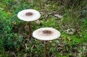 Detail of a wild mushrooms in their natural environment photo