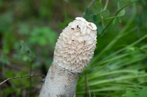 detalle de un salvaje hongos en su natural ambiente foto