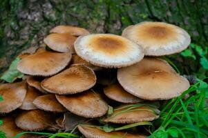 Detail of a wild mushrooms in their natural environment photo