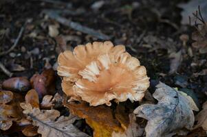 Detail of a wild mushrooms in their natural environment photo