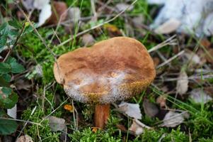 Detail of a wild mushrooms in their natural environment photo