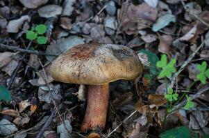 detalle de un salvaje hongos en su natural ambiente foto