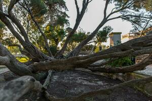 Melaleuca Armillaris is a very large tree, with large branches, originally from Australia photo