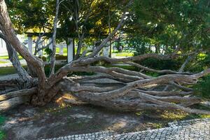 melaleuca armillaris es un muy grande árbol, con grande sucursales, originalmente desde Australia foto