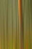 Intentional Camera Movement landscape with trees photo