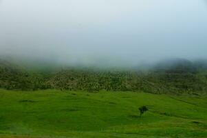 Detail of Iceland's lush natural landscape photo