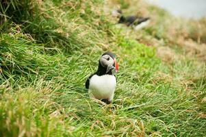 Cliffs of Latrabjarg, the Puffin Sanctuary, Iceland photo