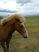 Typical horse from the island of Iceland photo