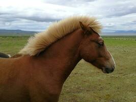 Typical horse from the island of Iceland photo