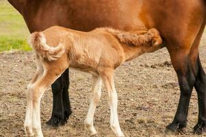 Typical horse from the island of Iceland photo