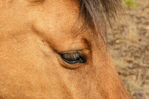 Typical horse from the island of Iceland photo