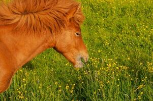 Typical horse from the island of Iceland photo