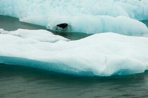 Icebergs in Jokulsarlon, a glacial lake in Iceland photo